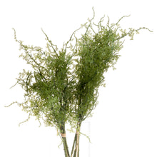 Load image into Gallery viewer, two bunches of faux asparagus fern
